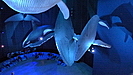 hier sind Orcas, Blau- und Pottwale sowie Mantas als Model in Originalgröße ausgestellt