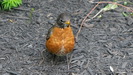 JERSEY CITY - direkt vor uns sitzt dieser Vogel, wahrscheinlich eine Wanderdrossel