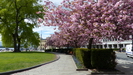 nächster Stopp ist der Hafen von Oslo, hier blühen noch die Kirschblüten