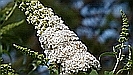 Sommerflieder