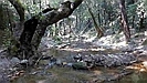 die Bäume am Bach haben die tollsten Formen, zum Teil sieht es aus wie in einem verwunschenen Zauberwald