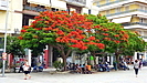 ein Flammenbaum ( Flamboyant, Delonix) mitten in Heraklion steht in voller Blüte