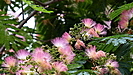 schöne Blüten einer Schirmakazie
