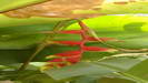 SOANS FARM - Heliconia rostrata