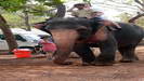 GOA - asiatischer Elefant mit Tourist 
					