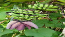 MAURITIUS - eine Bananenblüte mit Früchten