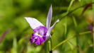 MAURITIUS - schöne Blüte am Wegesrand, später stellt sich heraus, dass es sich um eine Orchidee handelt