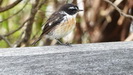 REUNION - bei diesem kleinen Vogel handelt es sich um einen Tec Tec, ein Reunion Schwarzkehlchen, kommt nur auf dieser Insel vor