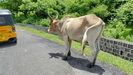 MADAGASKAR - ab und zu steht ein Zebu Rind mitten auf der Straße