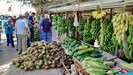 SALALAH - an diesen Gemüse- und Obstständen an der Straße können wir u.a. Kokosnussmilch -und fleisch kosten