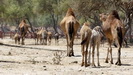 SALALAH - wenn es den Dromedaren zuviel wird (es sind keine wilden Tiere) ziehen sie einfach davon