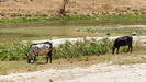 SALALAH - deswegen befinden in dieser Gegend auch so viele Tiere, sogar Rinder sehen wir 