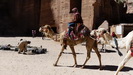 PETRA -  auf den Kamelen kann man bis zum Schatzhaus reiten, dort endet deren "Arbeitsbereich"