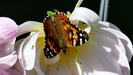 HALIFAX -  die vielen Blüten ziehen natürlich auch unzählige Insekten und Schmetterlinge an 