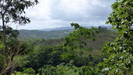 OCHO RIOS / JAMAICA - wir sind jetzt etwa 500 m hoch, es ist kühler als an der Küste