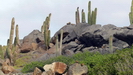 ARUBA - auf der Atlantik-Seite Arubas findet man besonders viele dieser Säulenkakteen