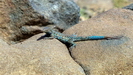 ARUBA - der Aruba Whiptail (Cnemidophorus arubensis ) lebt hier zwischen den Felsen 