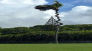 BARBADOS - eigenartig geformte Palme auf dem Golfplatz des Hotels 