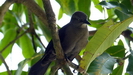 ST.LUCIA - aus einem Baum heraus beobachtet uns ein unbekannter Vogel