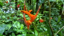 ST.LUCIA - viele schöne Blüten im botanischen Garten von Soufrière