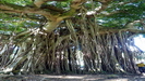DOMINICA - im botanischen Garten steht auch eine riesige Banyan-Feige (Ficus benghalensis)