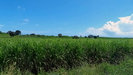 GUADELOUPE - immer wieder sehen wir unterwegs Zuckerrohrfelder