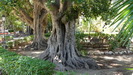 SIZILIEN/PALERMO -  im Garibaldi Park auf der Piazza Marina stehen beeindruckend große Banyan-Bäume (Ficus benghalensis)