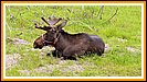 Im Alaska Wildlife Conservation Center sehen wir unseren ersten Elch