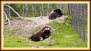 hier kann man auch weitere Tiere aus Alaska bestaunen, z.b ide Moschusochsen..
