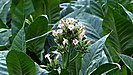 die Blüte der Tabakpflanze