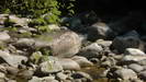 MOSSMAN GORGE - im Flußbett mit seinem kristallklaren Wasser liegen riesige Granitfelsen