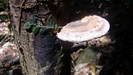 MOSSMAN GORGE - Pilze, so groß wie eine gespreizte Hand, wachsen an den Bäumen