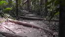 MOSSMAN GORGE - es sieht aus wie Wasserleitungen, aber es sind armdicke Wurzeln