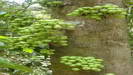 MOSSMAN GORGE - unbekannte Früchte 