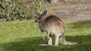 GIRRAWEEN NATIONALPARK - den Kängurus schmeckt das Gras hier besonders gut