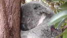 LONE PINE KOALA SANCTUARY - ob er wohl von saftigen Eukalyptusblättern träumt?