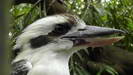 LONE PINE KOALA SANCTUARY - der lachende Hans (auch Jägerliest oder Kookaburra genannt) mal ganz aus der Nähe