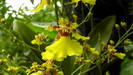 SINGAPUR - eine der vielen unterschiedlichen Orchideenblüten im botanischen Garten