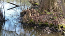 20.04. - die vereinzelt am See angepflanzten seltenen Sumpfzypressen bilden diese so genannten Atemkniee