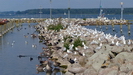 NEUSTRELITZ -  einige Wasservogelarten bevölkern die Hafenmole
