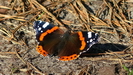 WALDSPAZIERGANG - immer wieder treffen wir auf diese wunderschönen Admiral-Schmetterlinge  