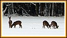 wir sehen auch sehr viele Rehe w�hrend unserer Rundfahrten auf R�gen
