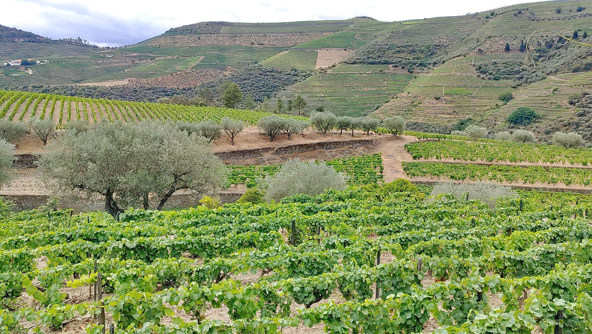 QUINTA DA ROEDA - wir sehen auch die ausgedehnten Weinberge, die im gesamten Anbaugebiet des Portweins nicht künstlich bewässert werden dürfen