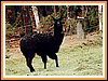 ein Lama