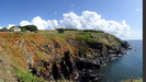 LIZARD POINT - die Felsen der Kste sind mit vielfarbigen Pflanzen bedeckt, ber 600 Arten von Wildblumen wachsen und blhen hier