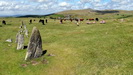 DARTMOOR - Steinreihen, Khe, Schafe, Landschaft; Dartmoor ist eine wunderschne Ecke