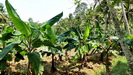 neben den Kautschukbäumen erntet Steven auch noch Bananen auf seiner ca. 0,5 ha großen Plantage
