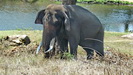 an einer Stelle im Park stehen einige Arbeitselefanten an einem Fluss