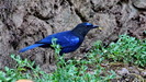 René aus unserer Reisegruppe hat diesen tollen Vogel, einen Malabar whistling thrush (pfeifende Drossel),   fotografiert