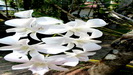 wunderschöne Orchideenblüten